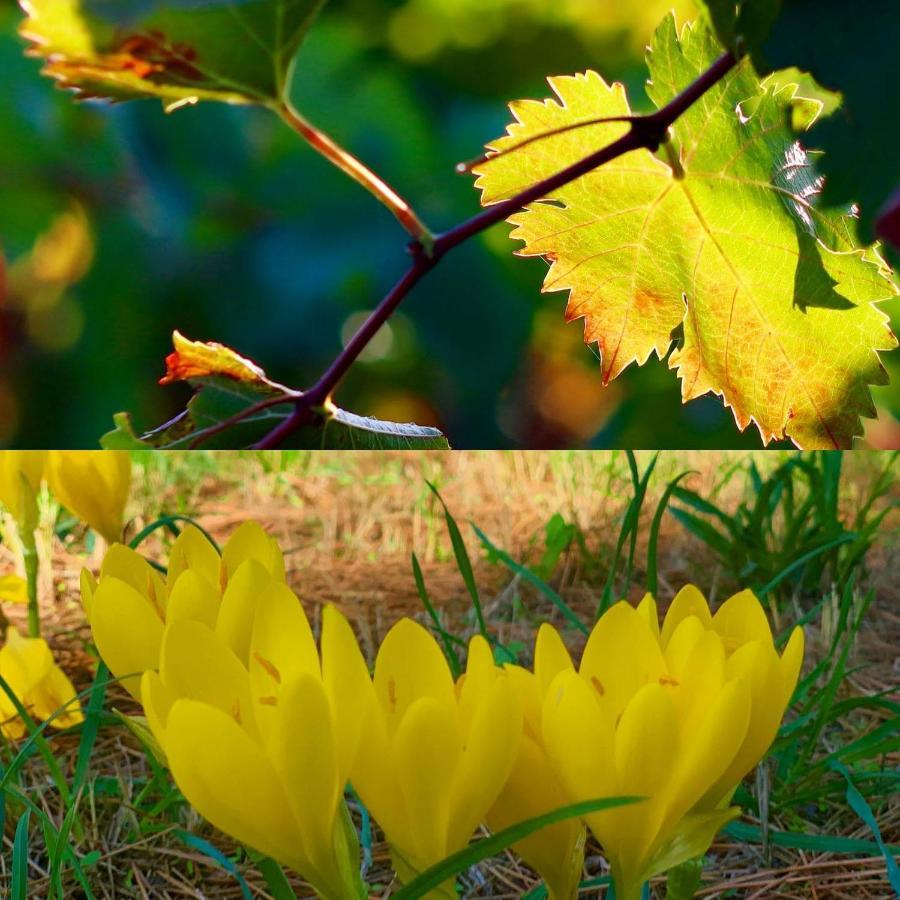 La Maison Grenadine Pres Du Canal Du Midi Tourouzelle Dış mekan fotoğraf